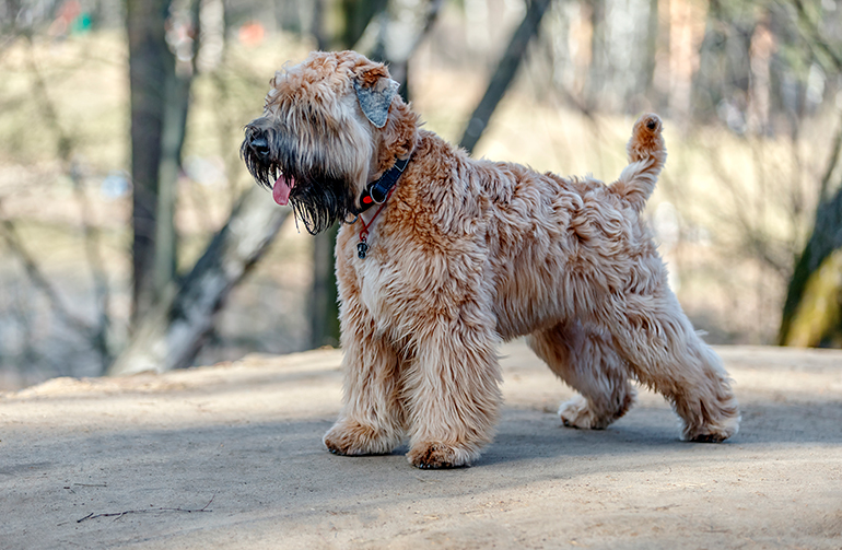 Perro Soft Coated Wheaten Terrier Irlandés