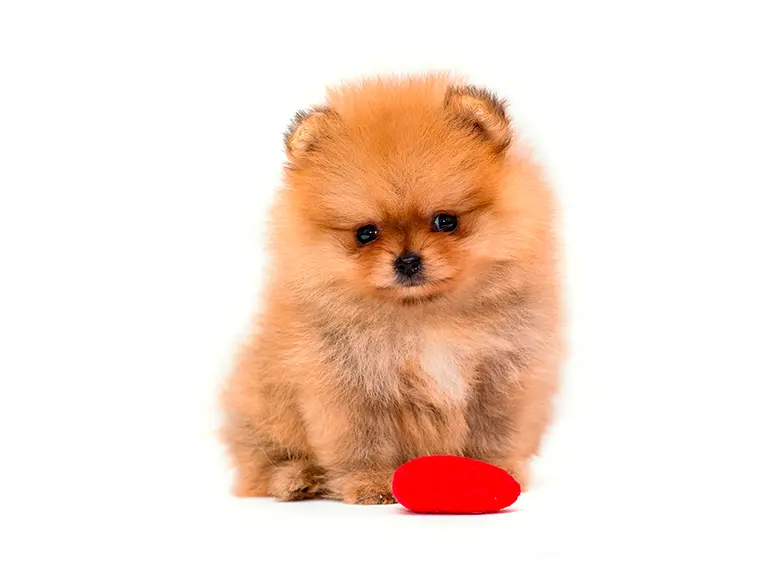 perro de raza Spitz Aleman