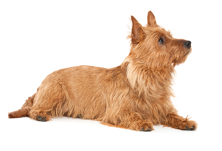 perro de raza Terrier Australiano
