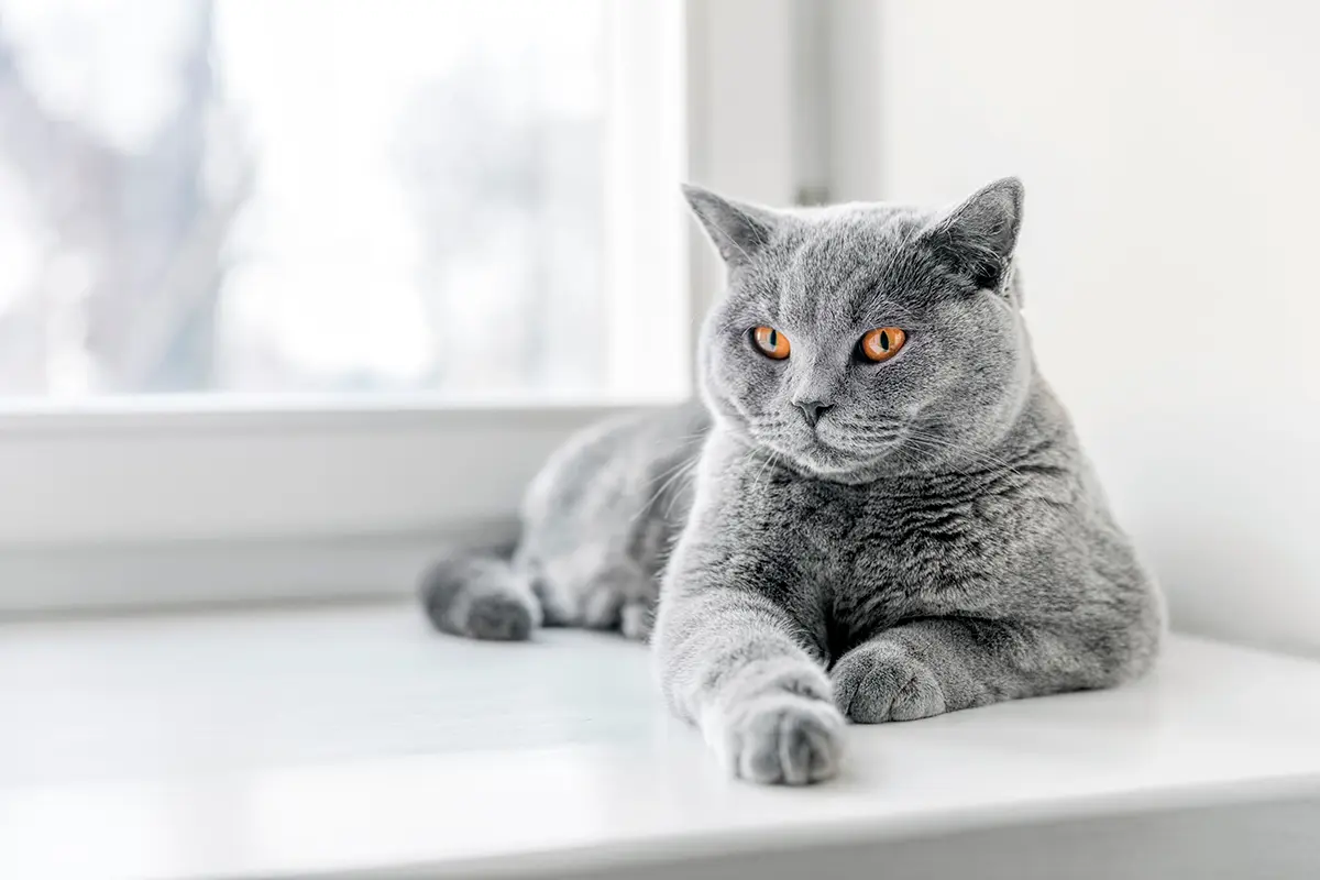 British shorthair