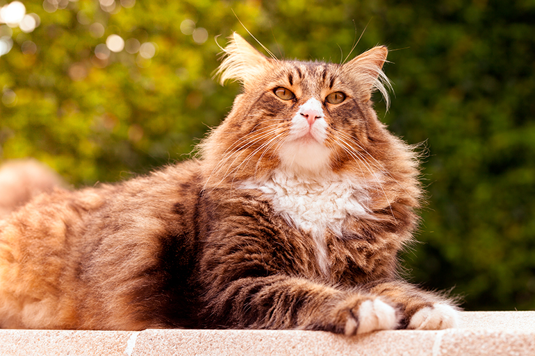 Maine Coon tumbado al sol