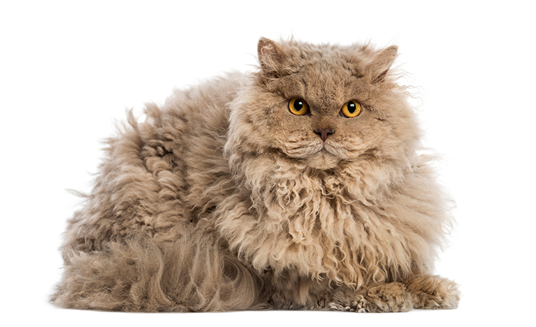caracteristicas del gato Selkirk rex