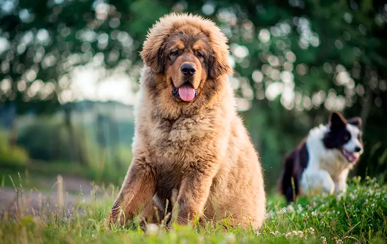ejemplar joven de mastin tibetano