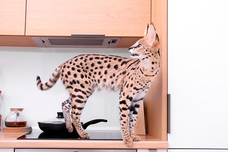 gato Ashera sobre la cocina