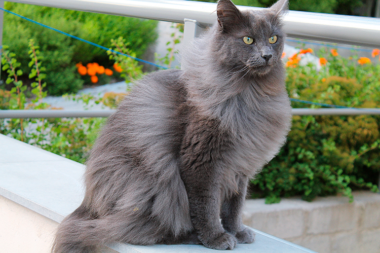 gato Nebelung sobre un pollete