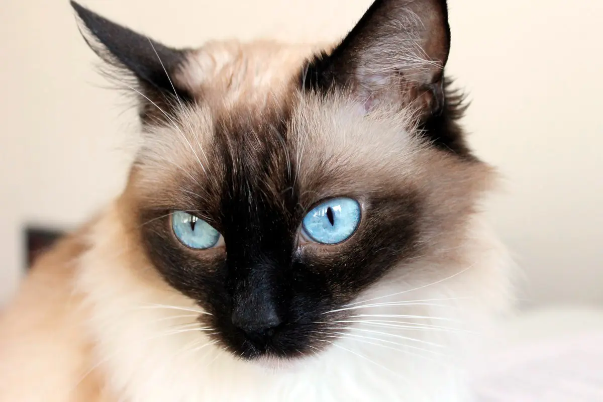 gato Snowshoe