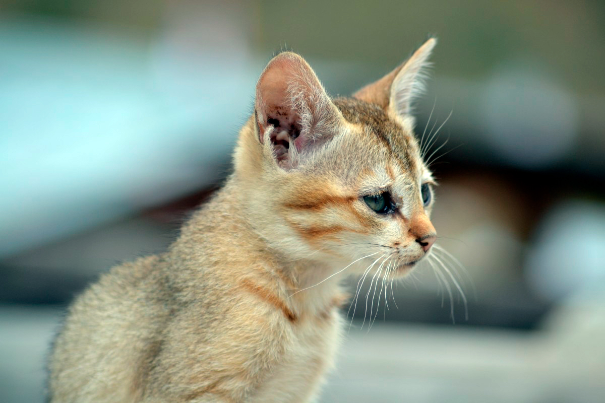 gato singapura gato singapura