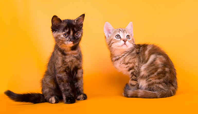 pareja de gatos Australian mist
