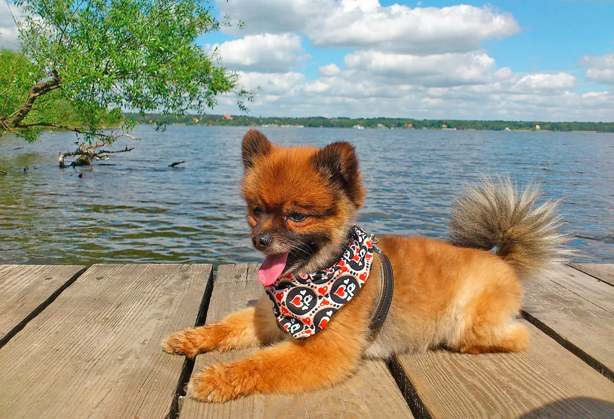 perro pequeno tomando el sol