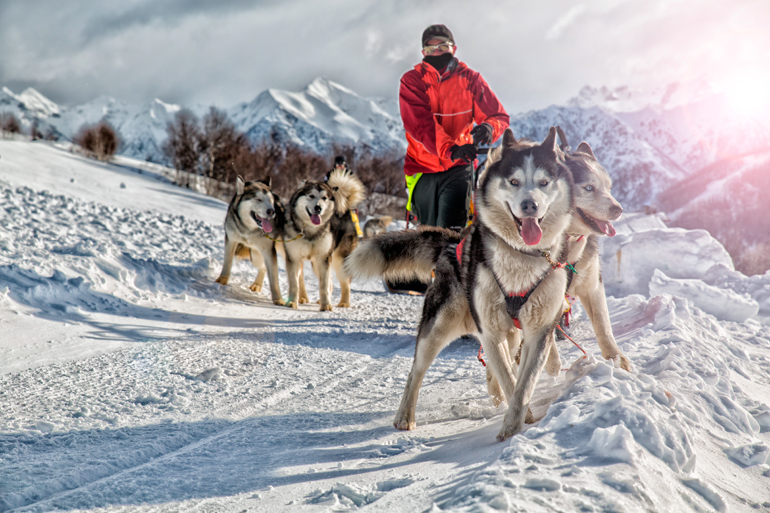 trineo tirado por Huskys siberianos