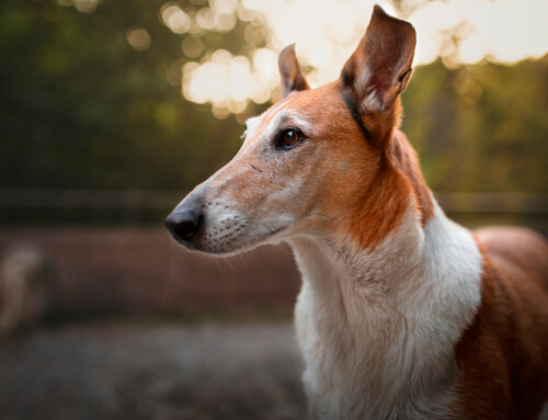 El Collie de pelo corto