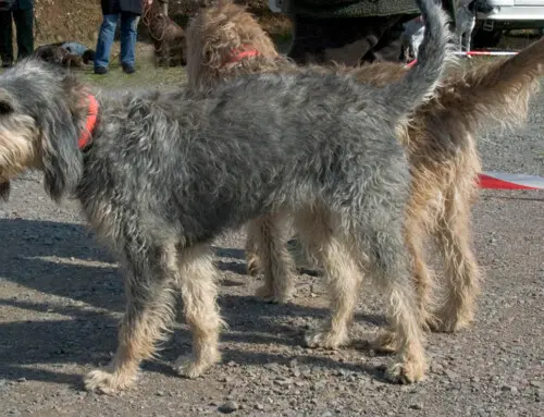 Grifón del Nivernais o nivernés