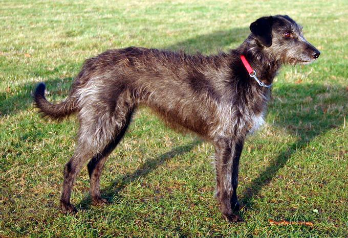 Lurcher2