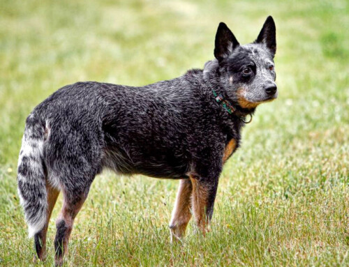 Boyero Australiano