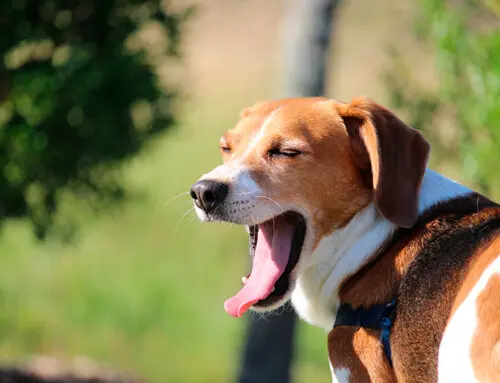 Dunker, el sabueso noruego