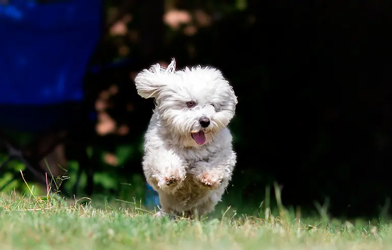 Coton de Tulear corriendo por el monte
