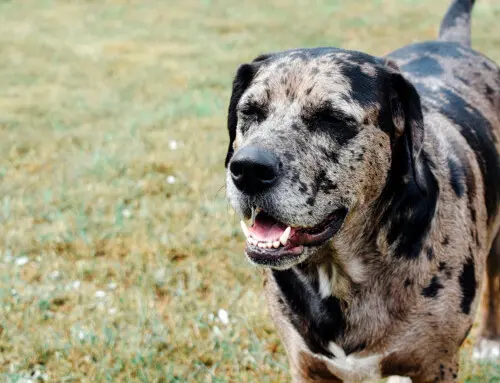 El magnífico Leopardo de Catahoula