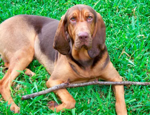 Características y comportamiento del Sabueso polaco