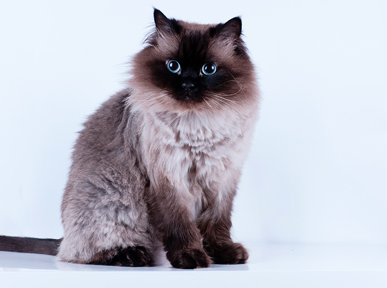 cachorro de gato himalayo