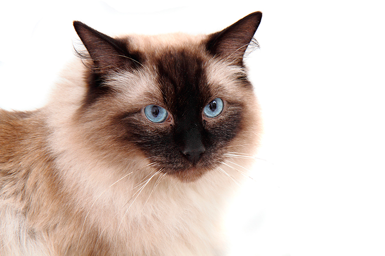 caracteristicas de la raza Ragdoll