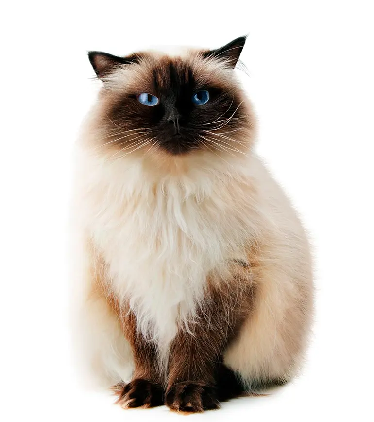 características-del-gato-himalayo