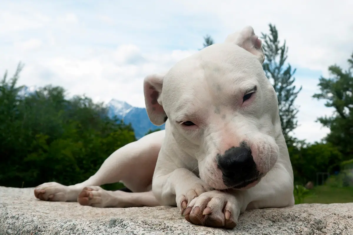 dogo argentino