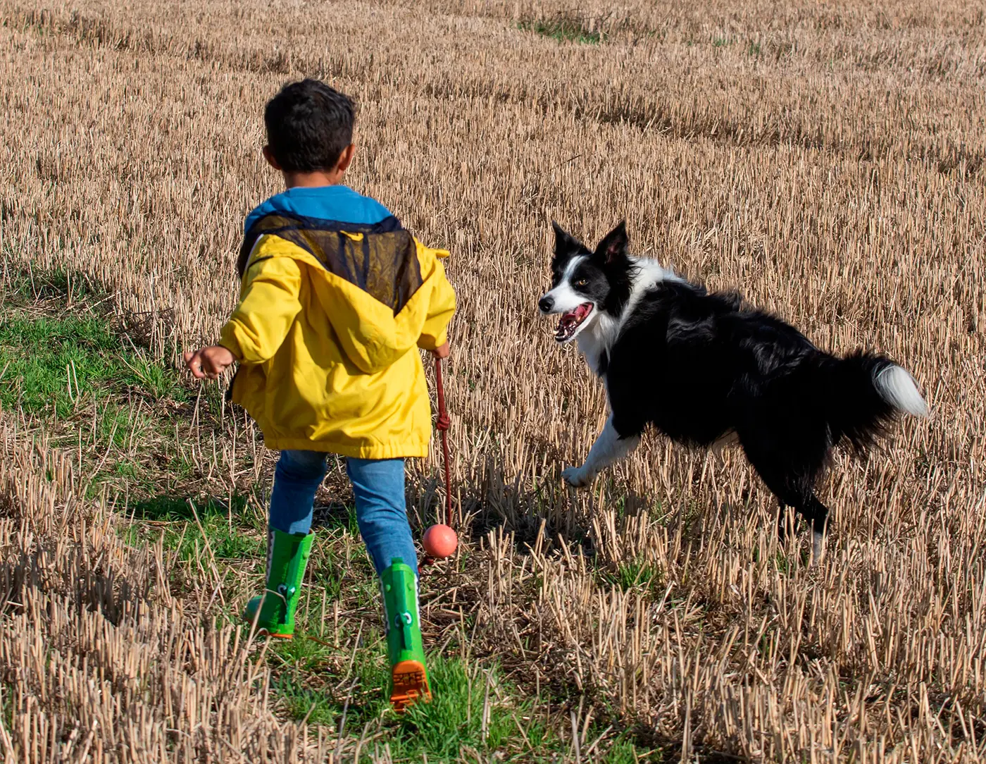 nino jugando con un perro