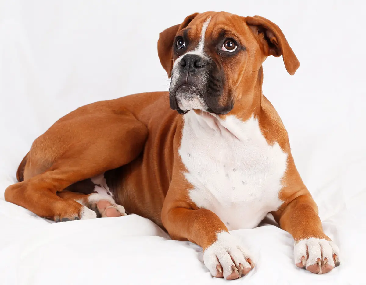 perro de raza boxer