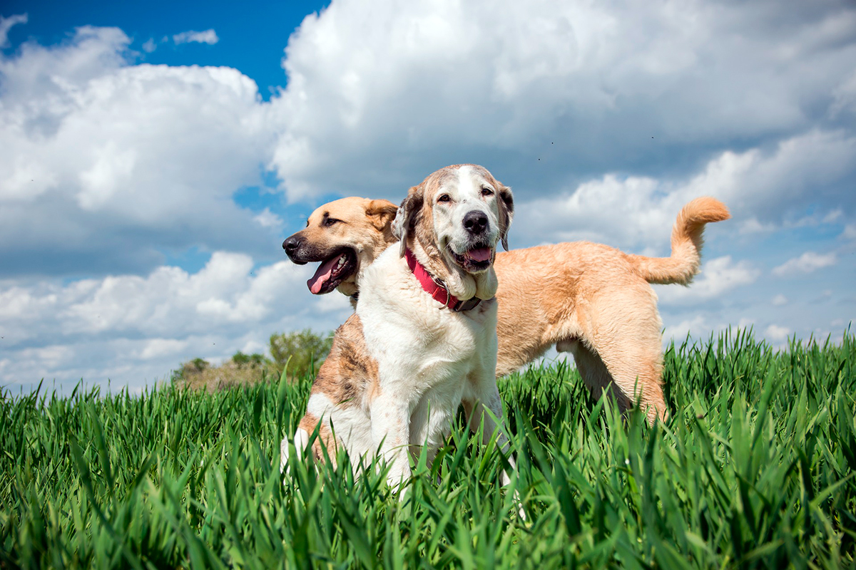 perros espanoles