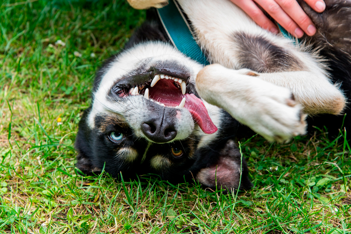 Husky Siberiano recibiendo mimos