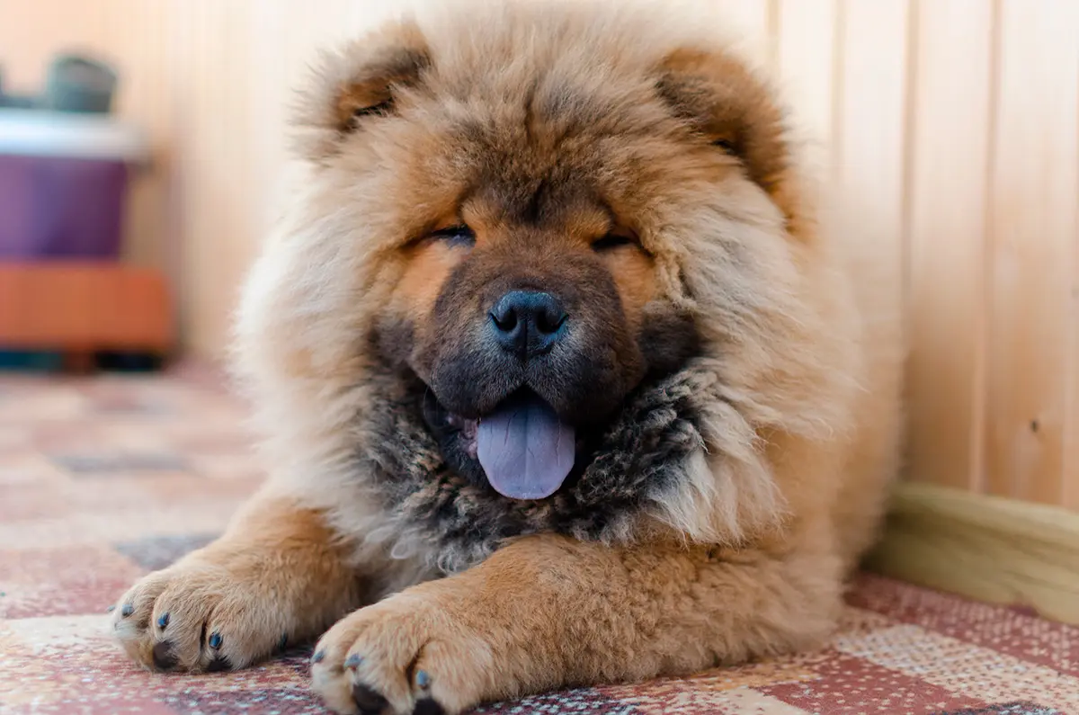 chow chow