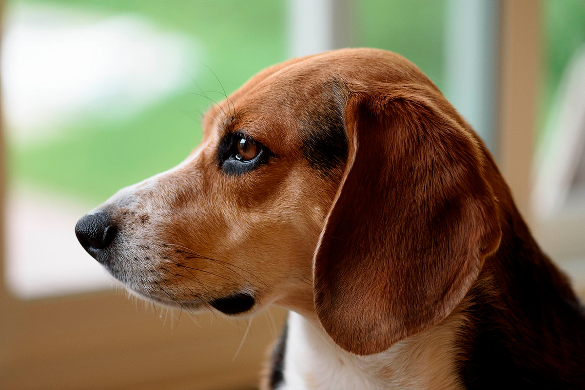 perro beagle