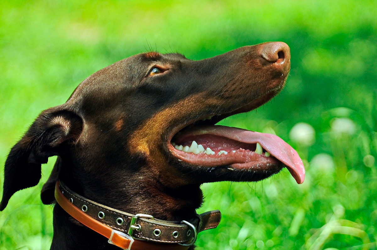 perro doberman perro doberman