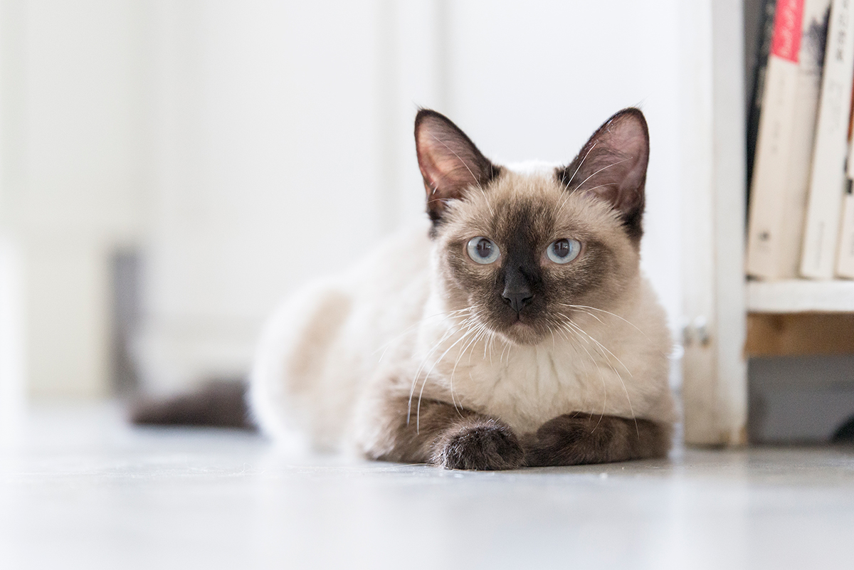 gato siames