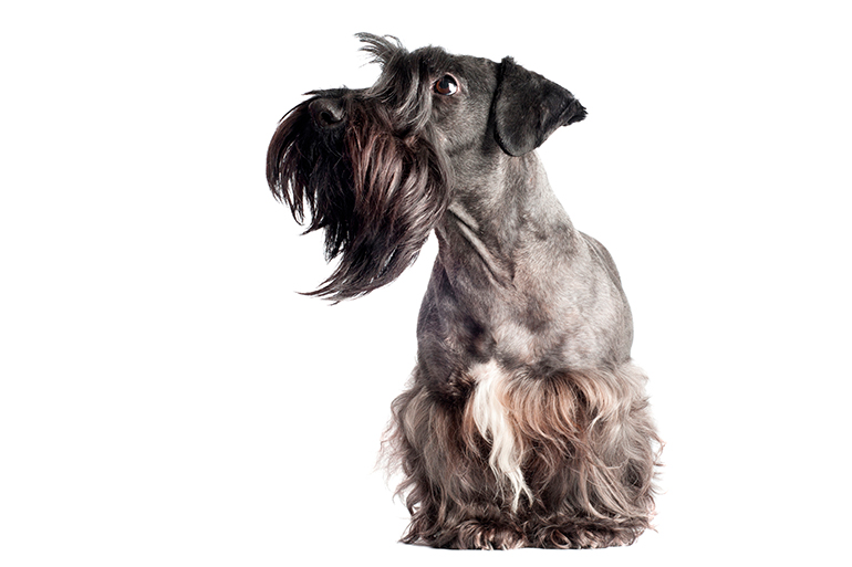terrier checo gris terrier checo gris