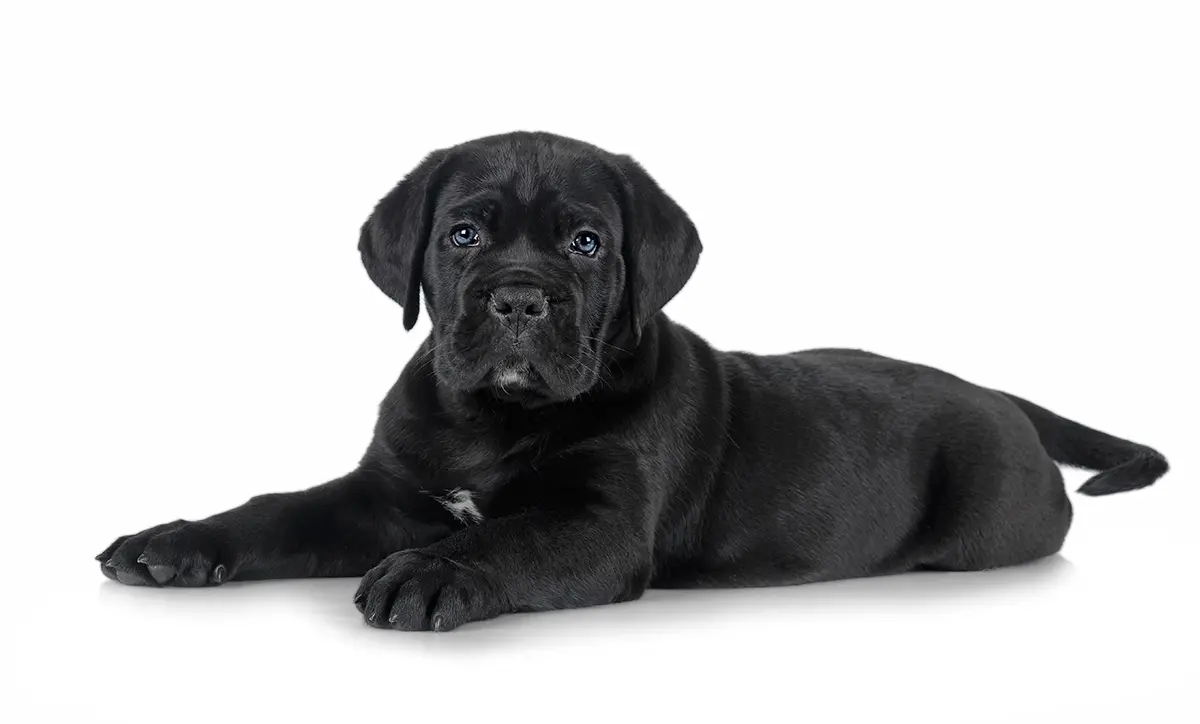 cachorro-negro-de-cane-corso