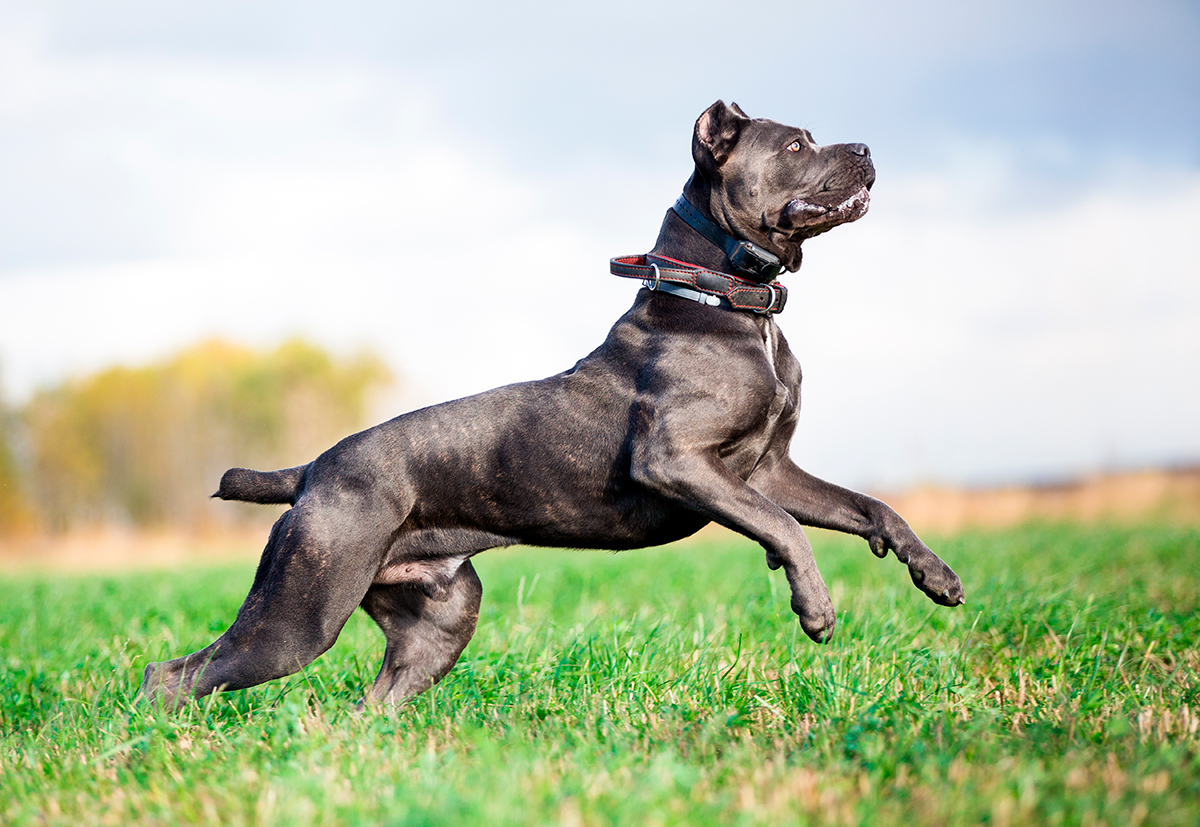 cane corso saltando