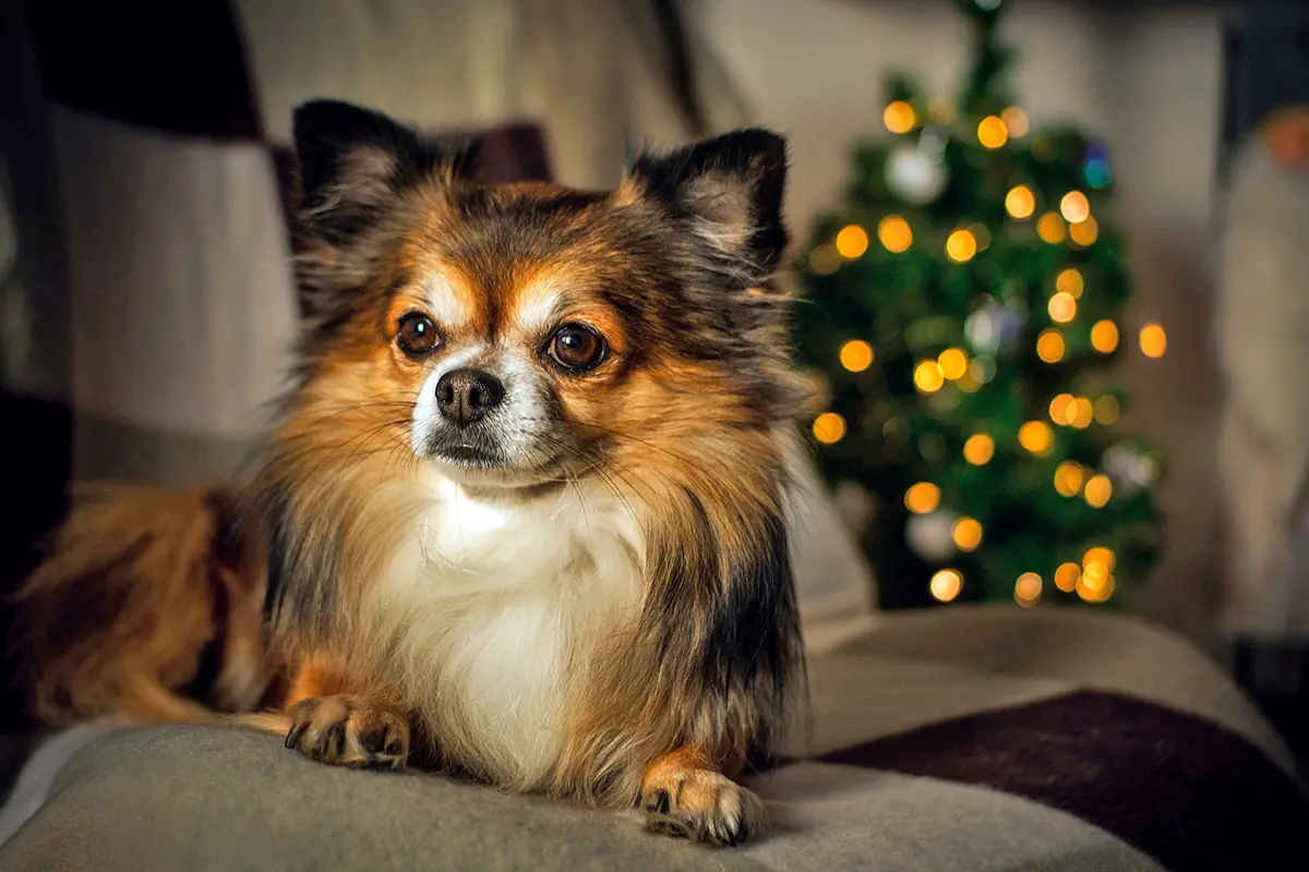chihuahua tumbado ante un arbol navideno con luces