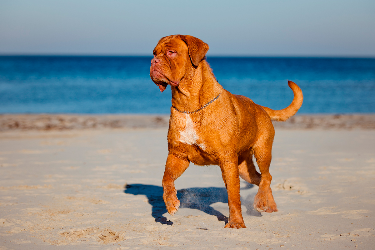 dogo de burdeos en la playa