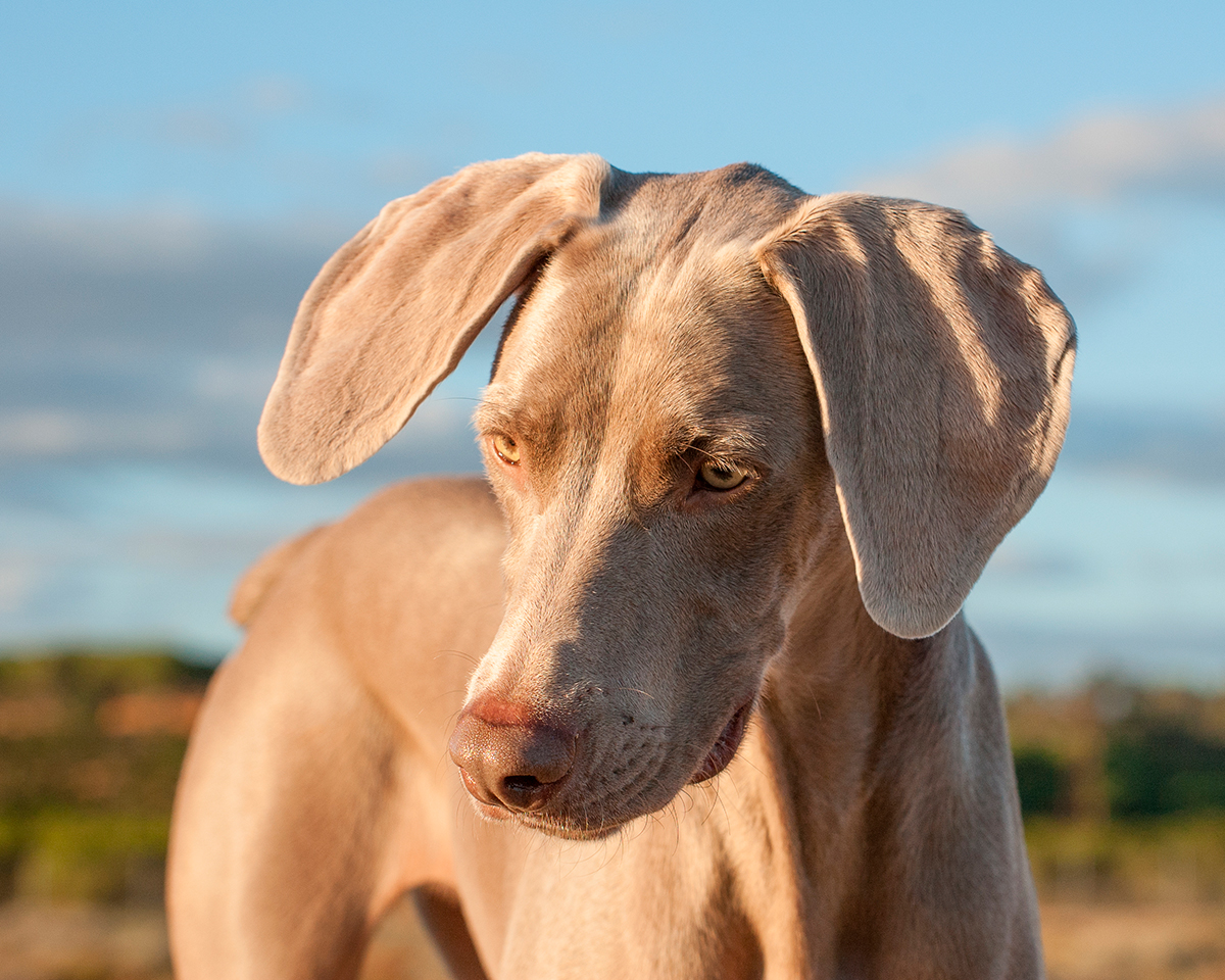 perro braco