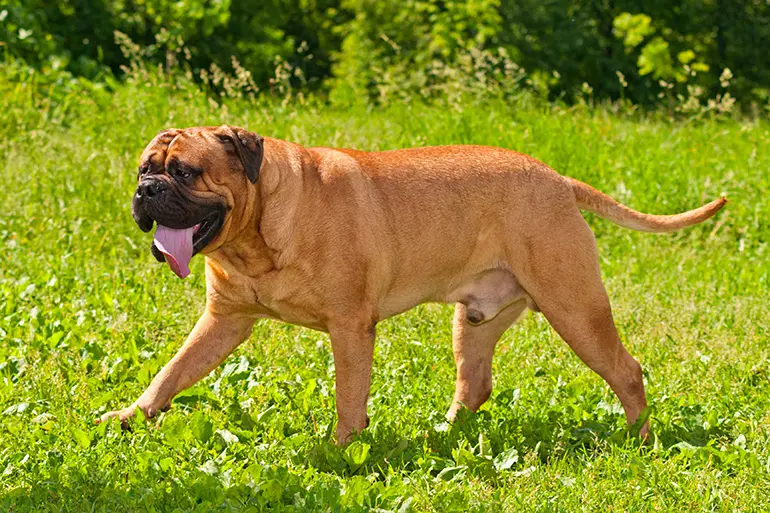 perro bullmastiff paseando por el prado