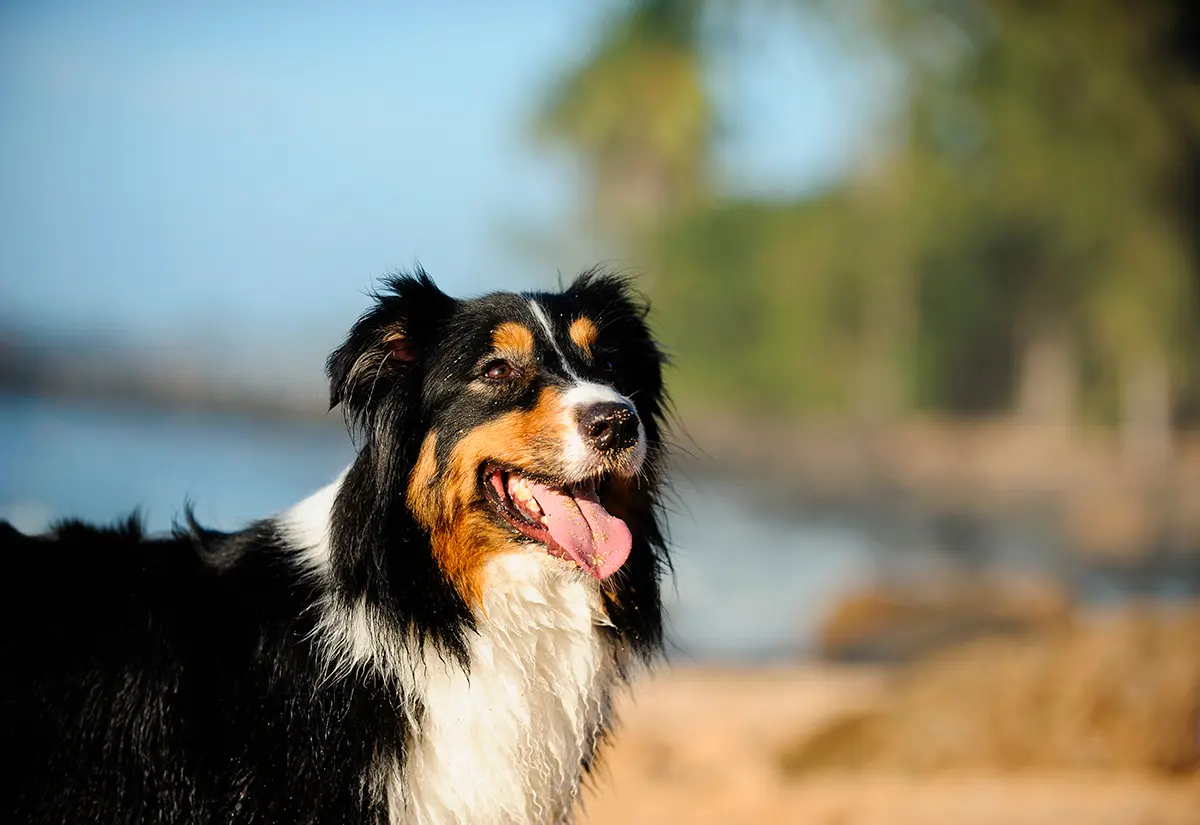perro pastor australiano