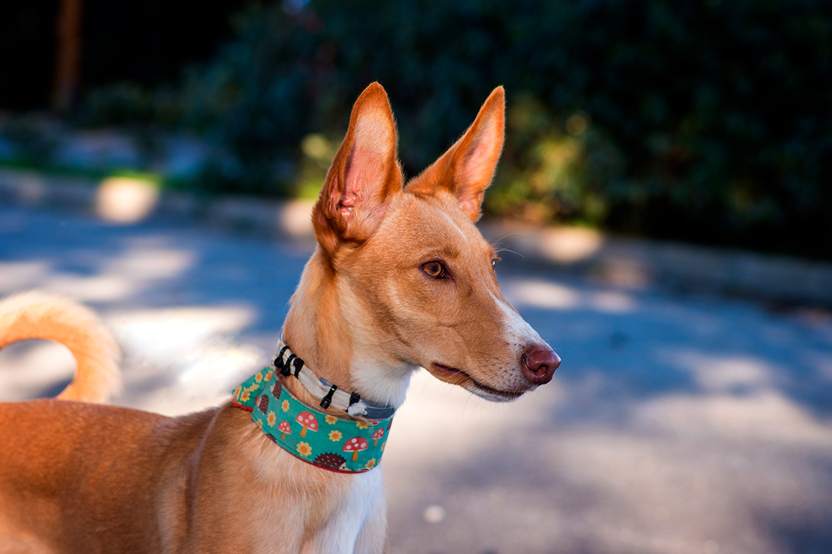 perro podenco