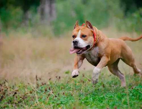 Requisitos para adoptar un Perro Potencialmente Peligroso