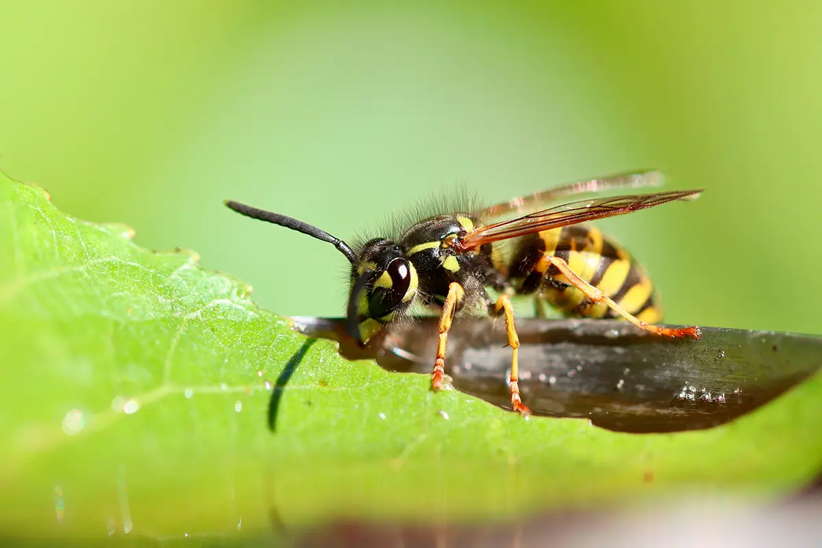 avispa