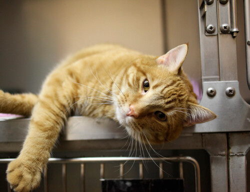 ¿Cuál es la temperatura normal de un gato?