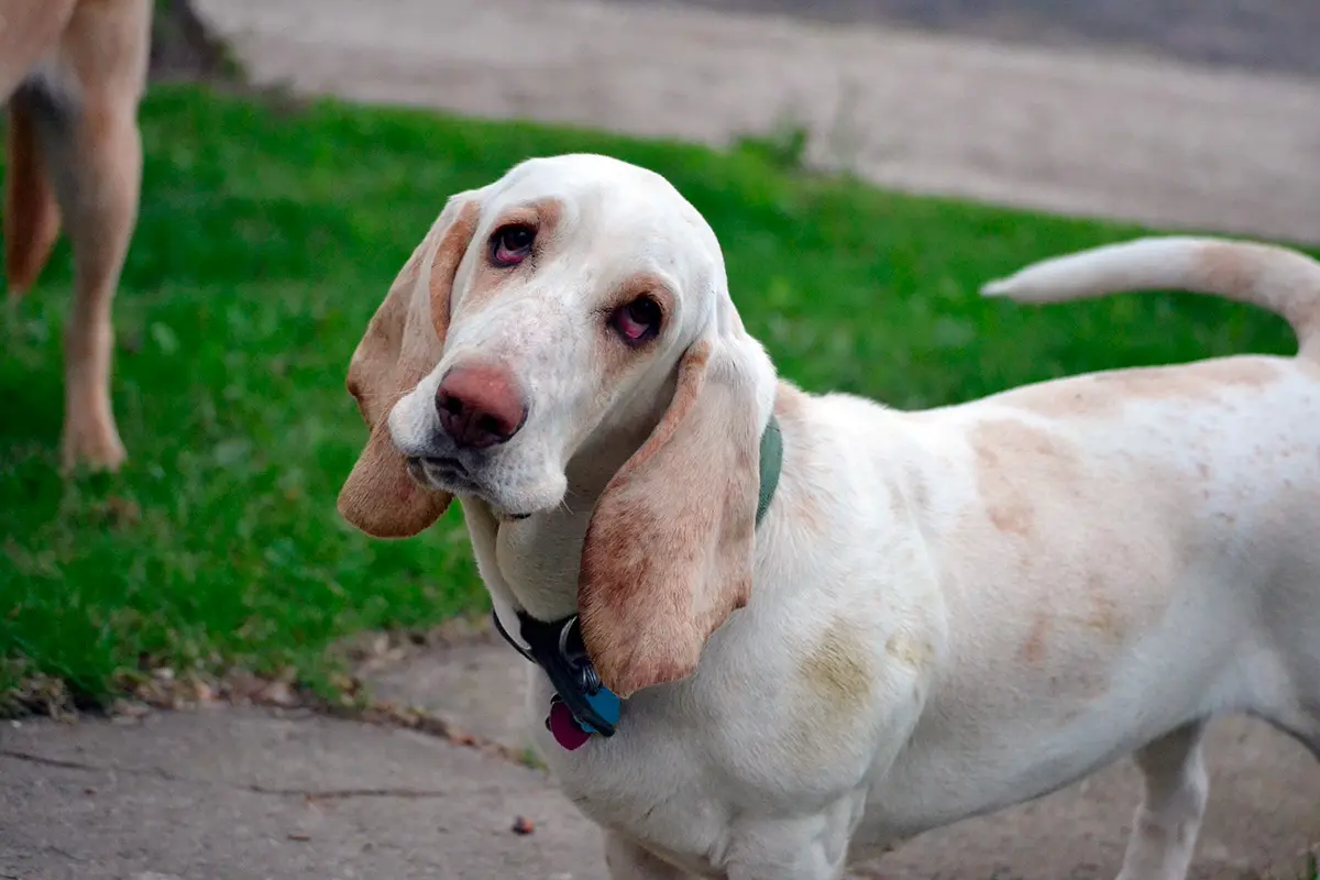 perro con orejas grandes