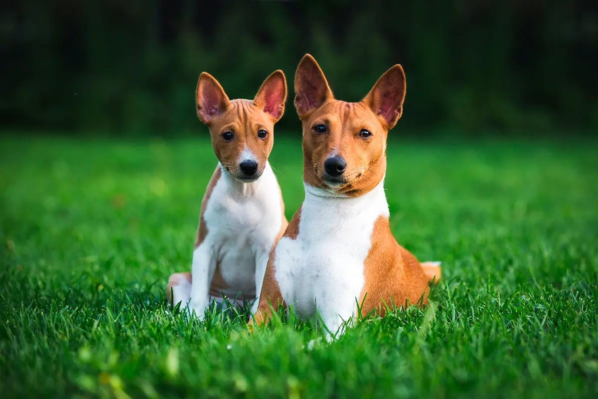 Basenji