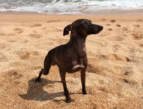 Curiosidades del Galgo o Lebrel italiano