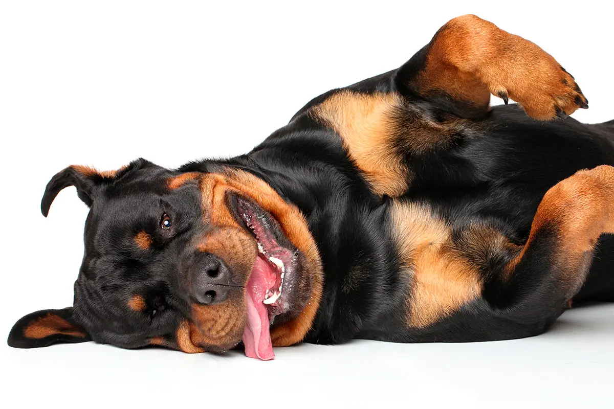 Rottweiler tumbado con ganas de jugar